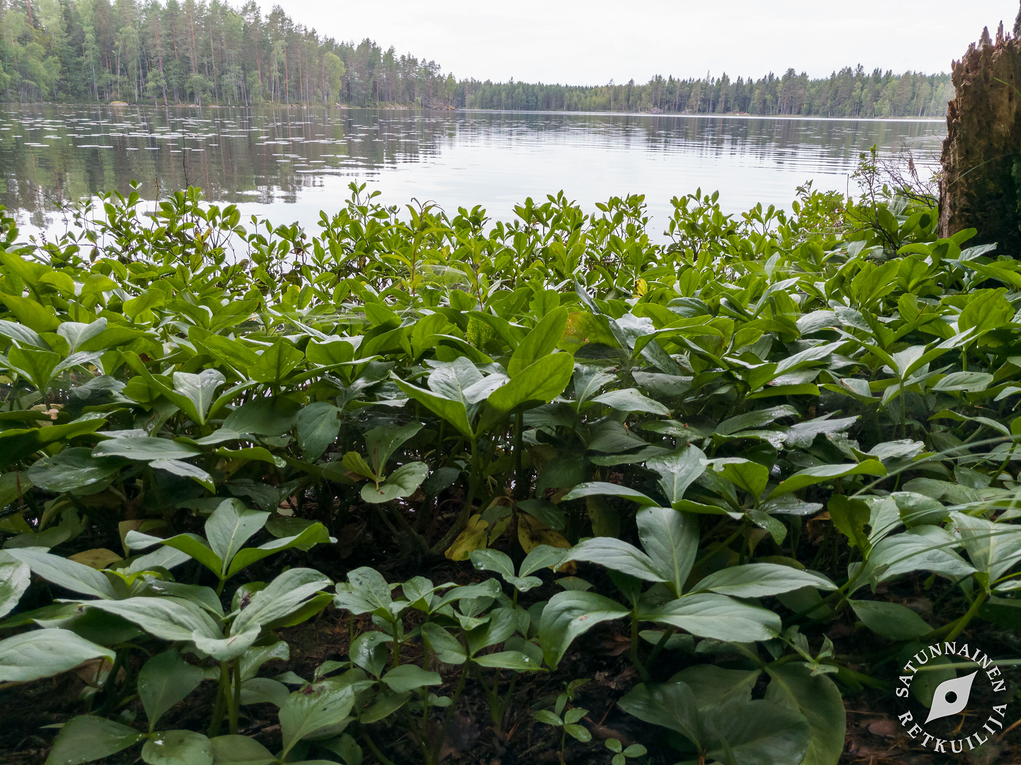 Kivilammen raukit, Jäppilä - Satunnainen Retkuilija